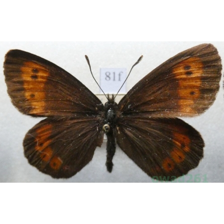 Erebia euryale (Esper, 1805) male Górówka euriala Czech81f